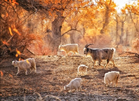 一组秋天里的羊群图片