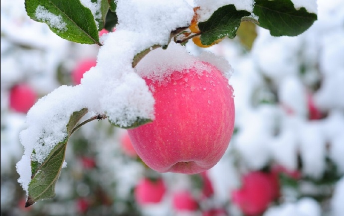 点击大图看下一张：一组粉嘟嘟的红苹果图片