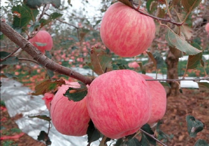 点击大图看下一张：一组粉嘟嘟的红苹果图片