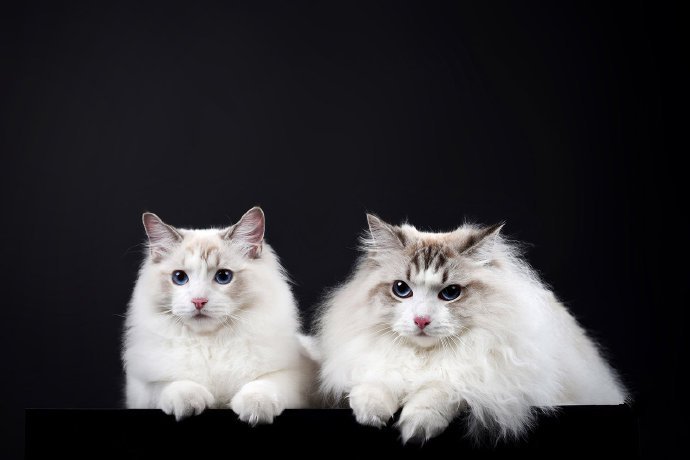 点击大图看下一张：两只乖巧的猫猫摄影图片