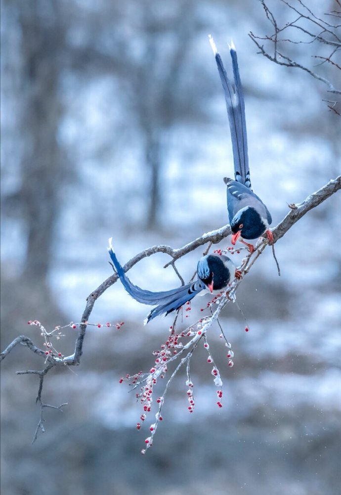 点击大图看下一张：冬季小鸟喜上花稍