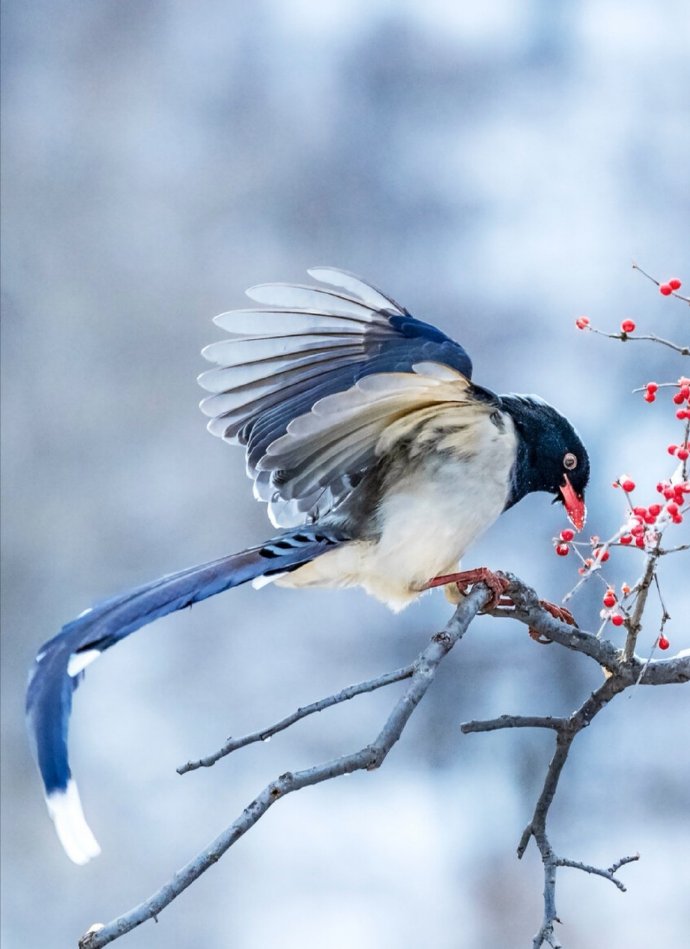 点击大图看下一张：冬季小鸟喜上花稍