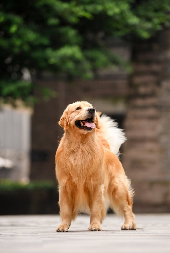 点击大图看下一张：欢乐有爱的狗狗图片