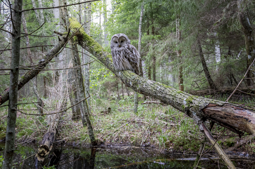 点击大图看下一张：森林里一只猫头鹰特写图片