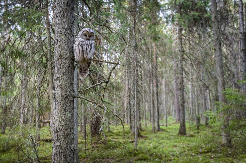 点击大图看下一张：森林里一只猫头鹰特写图片