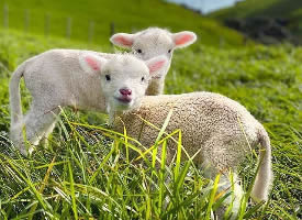 一组可爱治愈的小羊图片