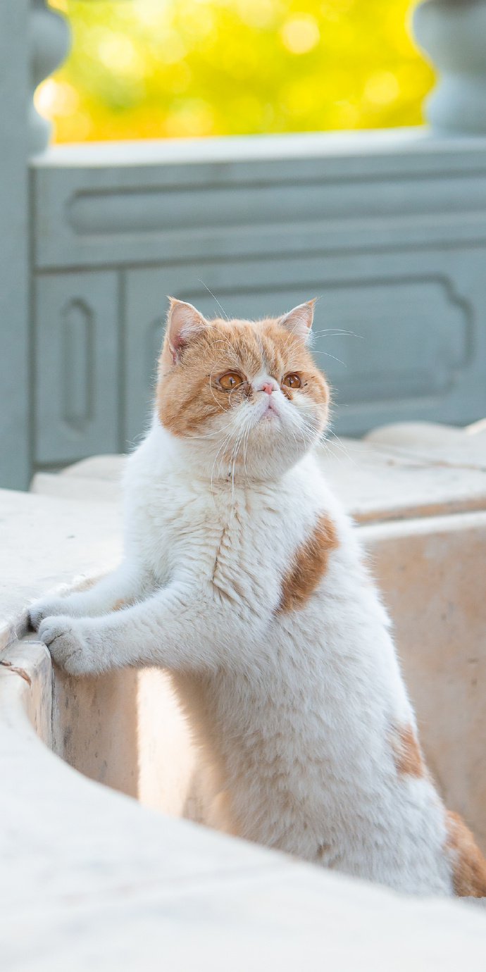 点击大图看下一张：户外的加菲猫图片