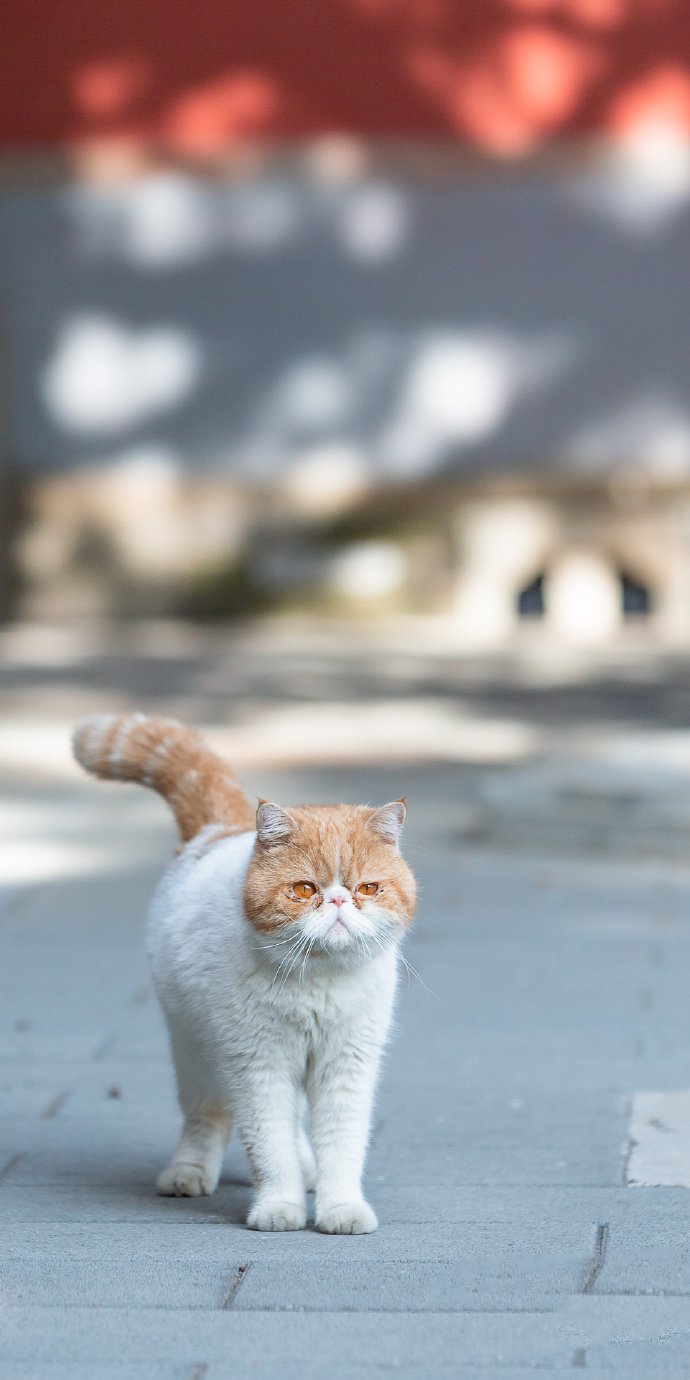 点击大图看下一张：户外的加菲猫图片