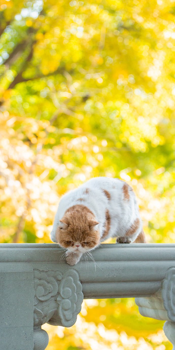 点击大图看下一张：户外的加菲猫图片