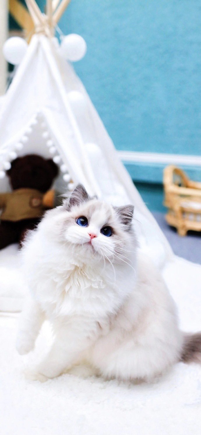 点击大图看下一张：一组安静甜美的布偶猫图片