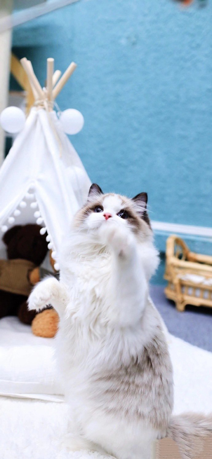 点击大图看下一张：一组安静甜美的布偶猫图片