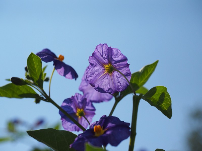 点击大图看下一张：紫色漏斗形的龙胆花图片