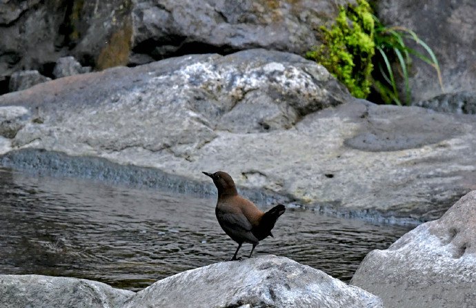 点击大图看下一张：一组溪水边上的鸟类图片