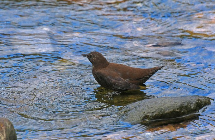 点击大图看下一张：一组溪水边上的鸟类图片