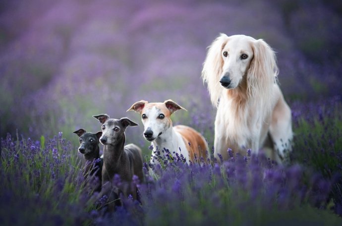 点击大图看下一张：一组田园里的狗狗摄影图片
