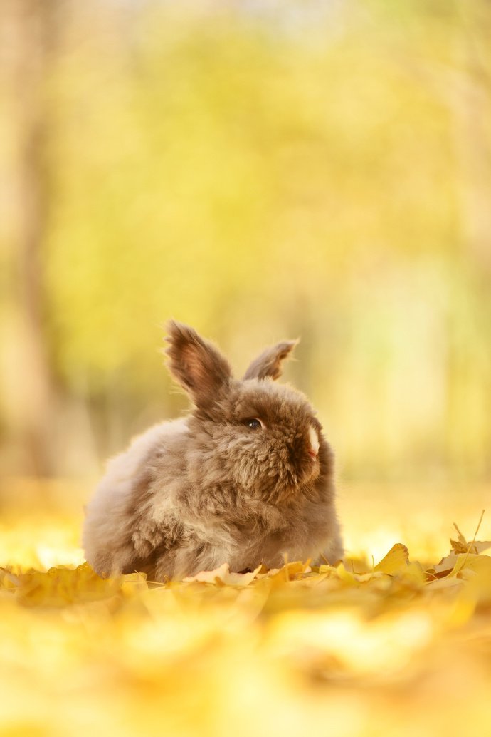 点击大图看下一张：一组银杏树下的兔子摄影图片