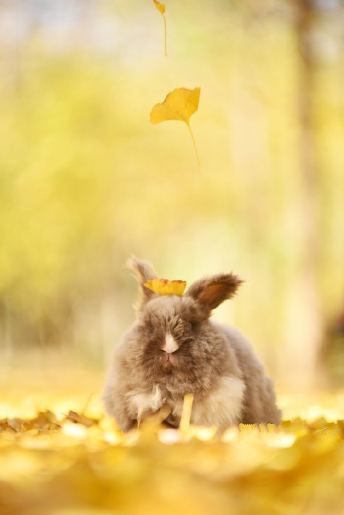 点击大图看下一张：一组银杏树下的兔子摄影图片