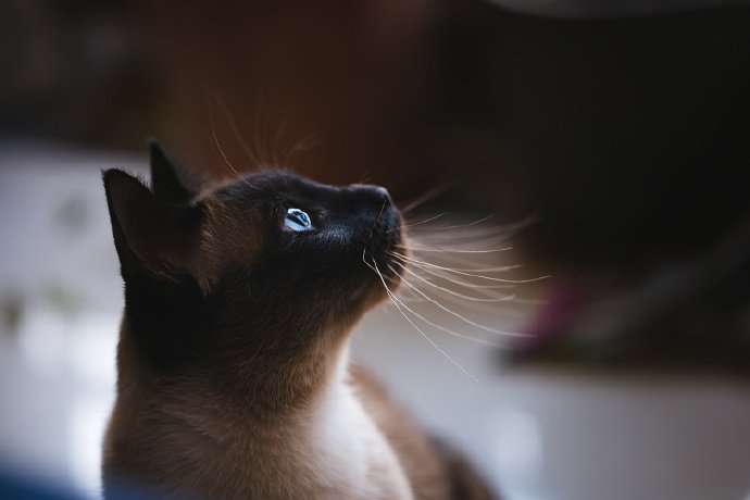 点击大图看下一张：安静下来的暹罗猫有一种古典的美