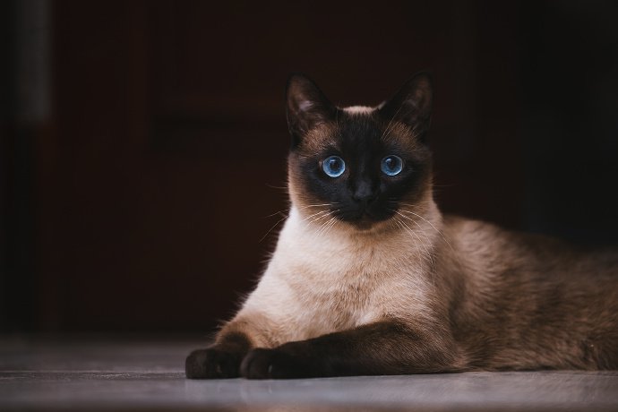 点击大图看下一张：安静下来的暹罗猫有一种古典的美