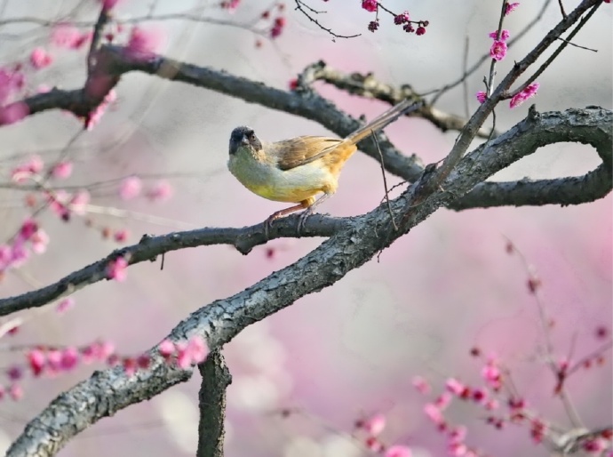 点击大图看下一张：喜欢站在树枝上的小鸟图片