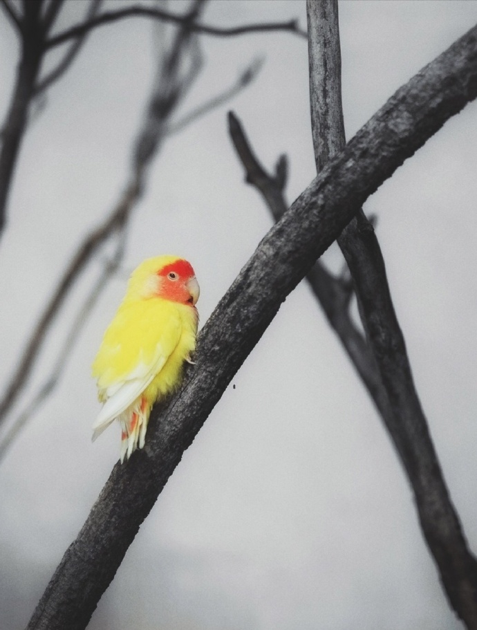 点击大图看下一张：喜欢站在树枝上的小鸟图片