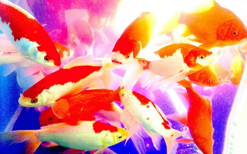 点击大图看下一张：一组花色漂亮的锦鲤图片