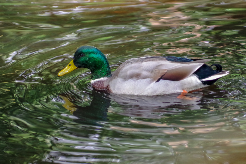 点击大图看下一张：水中的绿头鸭图片