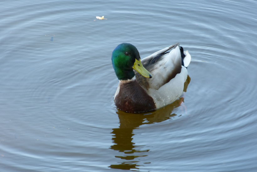 点击大图看下一张：水中的绿头鸭图片