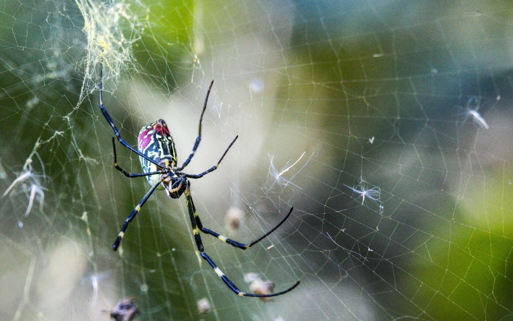 点击大图看下一张：在网上辛苦劳动的蜘蛛图片