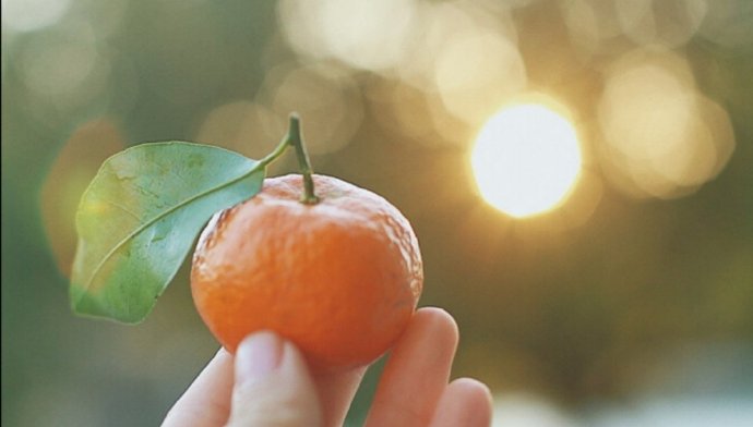 点击大图看下一张：一组新鲜好吃的橘子图片