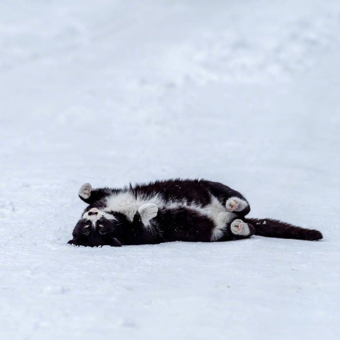点击大图看下一张：一组雪地里的猫咪图片