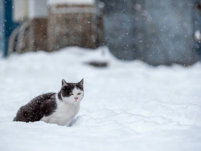 点击大图看下一张：一组雪地里的猫咪图片