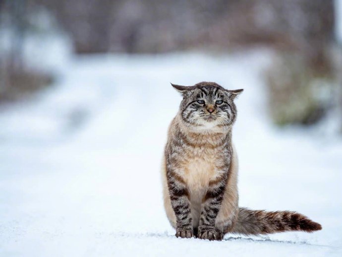点击大图看下一张：一组雪地里的猫咪图片