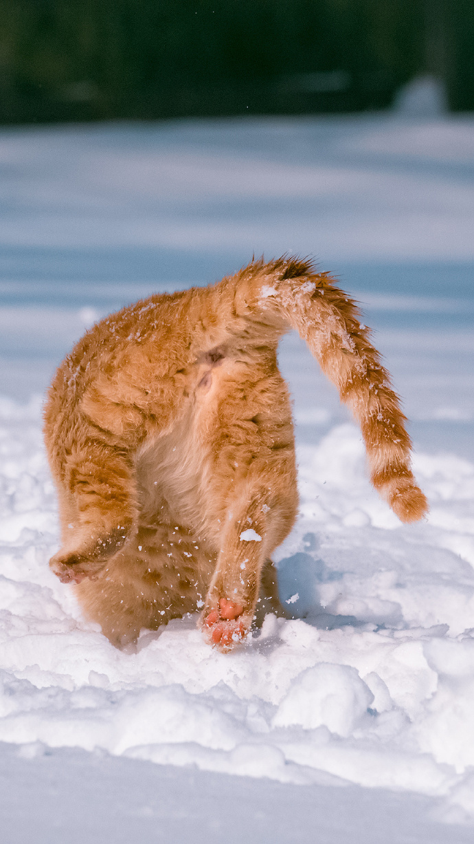 点击大图看下一张：一组橘猫戏雪图片
