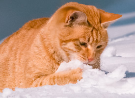 一组橘猫戏雪图片