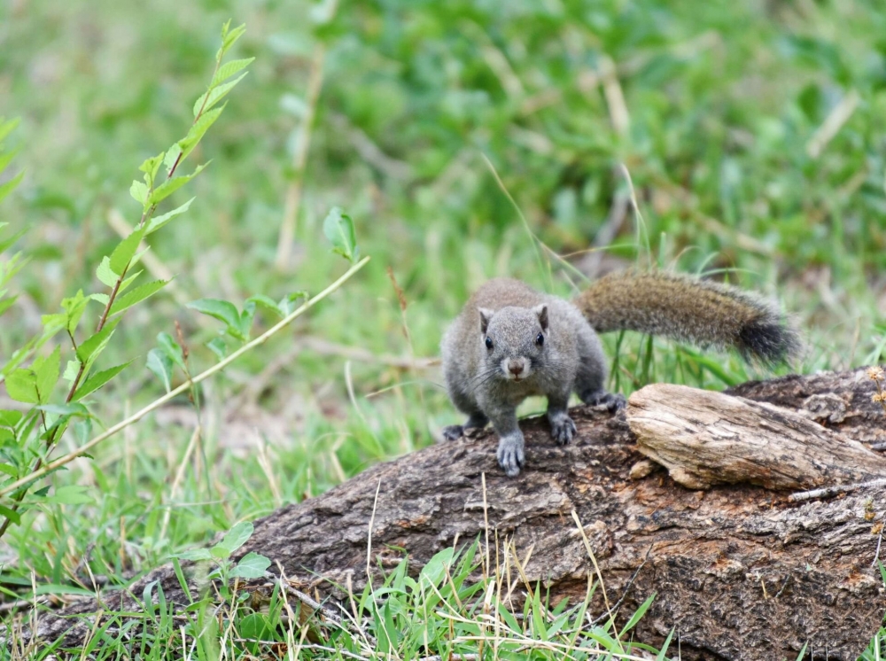 点击大图看下一张：草地上觅食的松鼠图片