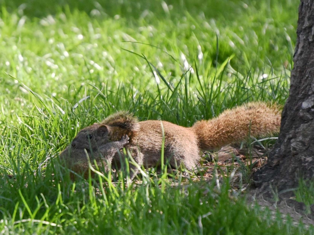 点击大图看下一张：草地上觅食的松鼠图片