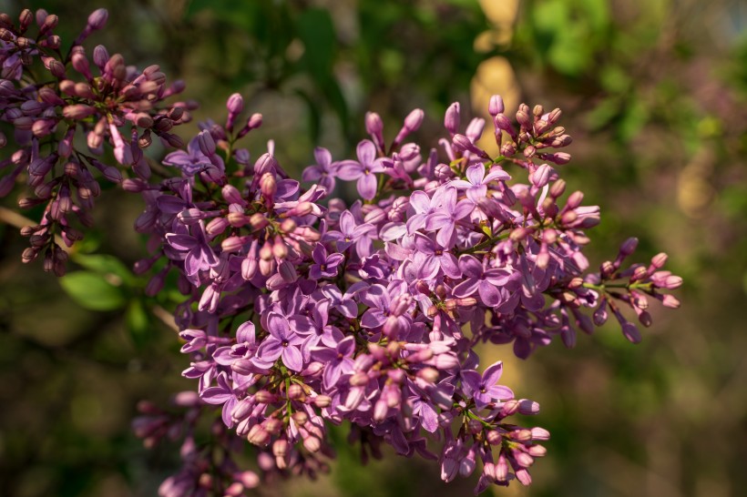 点击大图看下一张：花型娇美的紫丁香图片