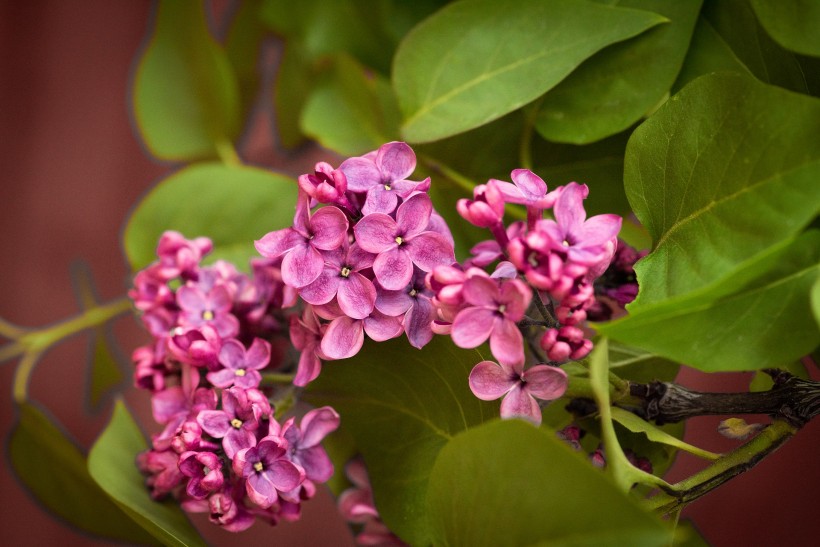 点击大图看下一张：花型娇美的紫丁香图片
