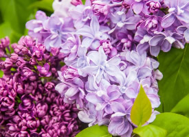 花型娇美的紫丁香图片