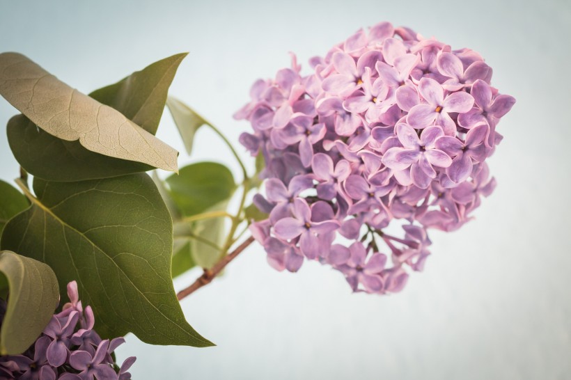 点击大图看下一张：一组漂亮的紫丁香图片