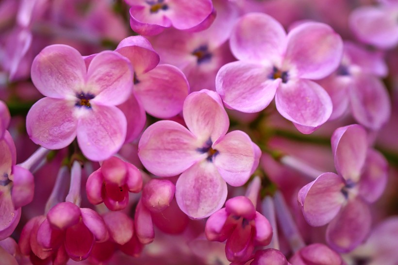 点击大图看下一张：一组漂亮的紫丁香图片