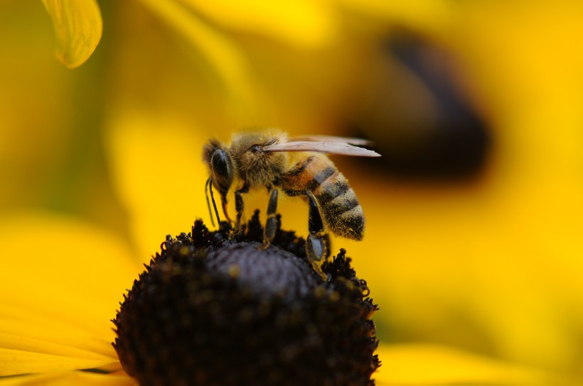 点击大图看下一张：攻击性强的黄蜂图片
