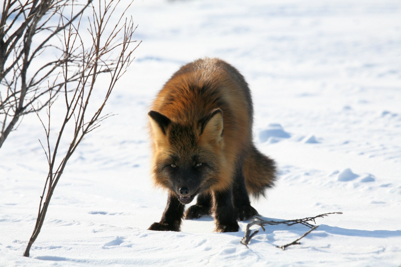 点击大图看下一张：雪地里的尖嘴狐狸图片