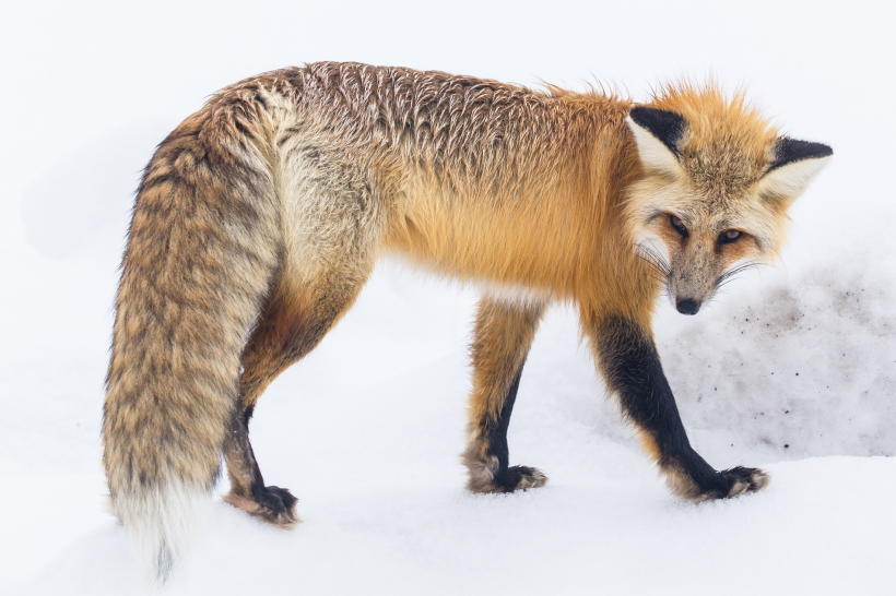点击大图看下一张：雪地里的尖嘴狐狸图片