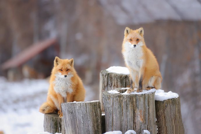 点击大图看下一张：一组可可爱爱的小狐狸合集