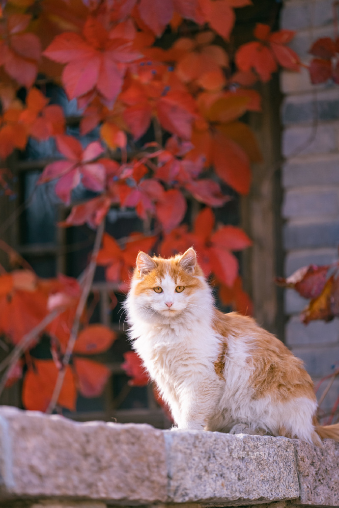点击大图看下一张：古北水镇深秋里，美猫胖猫皆带橘
