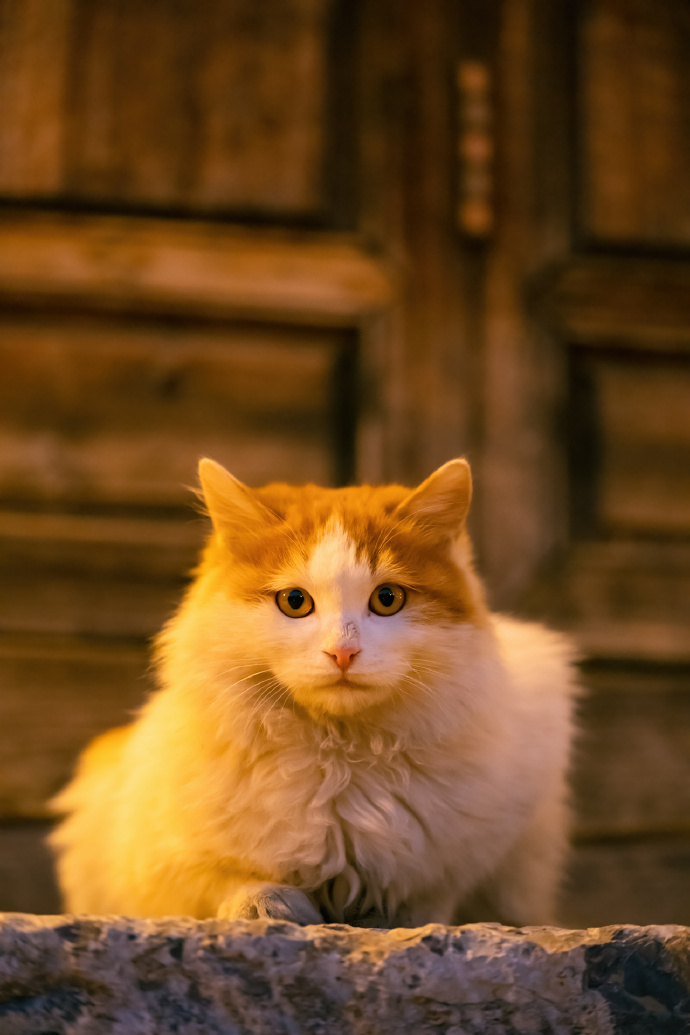 点击大图看下一张：古北水镇深秋里，美猫胖猫皆带橘