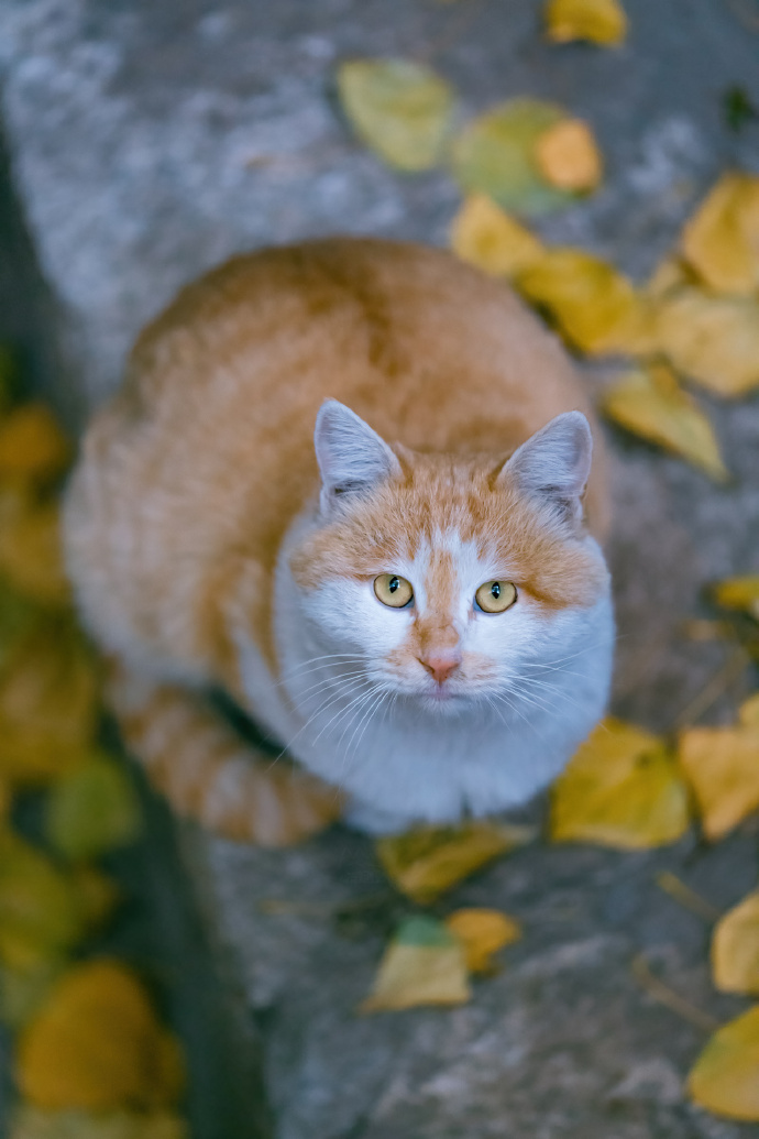 点击大图看下一张：古北水镇深秋里，美猫胖猫皆带橘