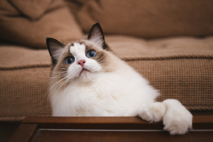 点击大图看下一张：一组毛发蓬松的布偶猫图片